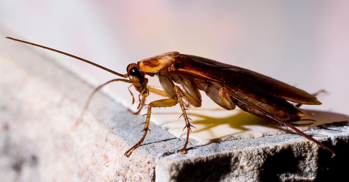 Zoo lets people name a cockroach after their ex, then feed it to a meerkat on Valentine’s Day
