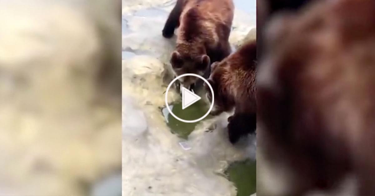 Watch: Tourist Accidentally Throws iPhone to Bears at Zoo Mistaking it for Food