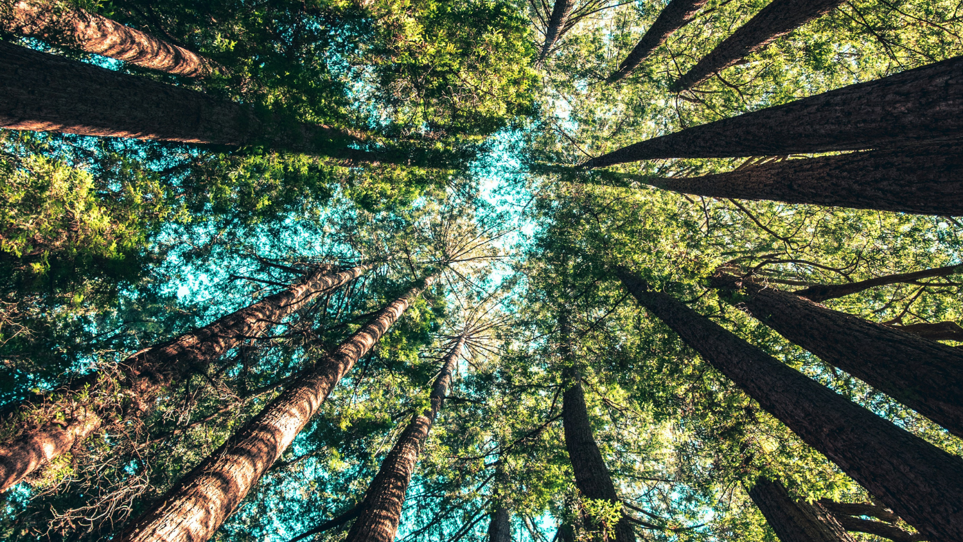Forest Fest