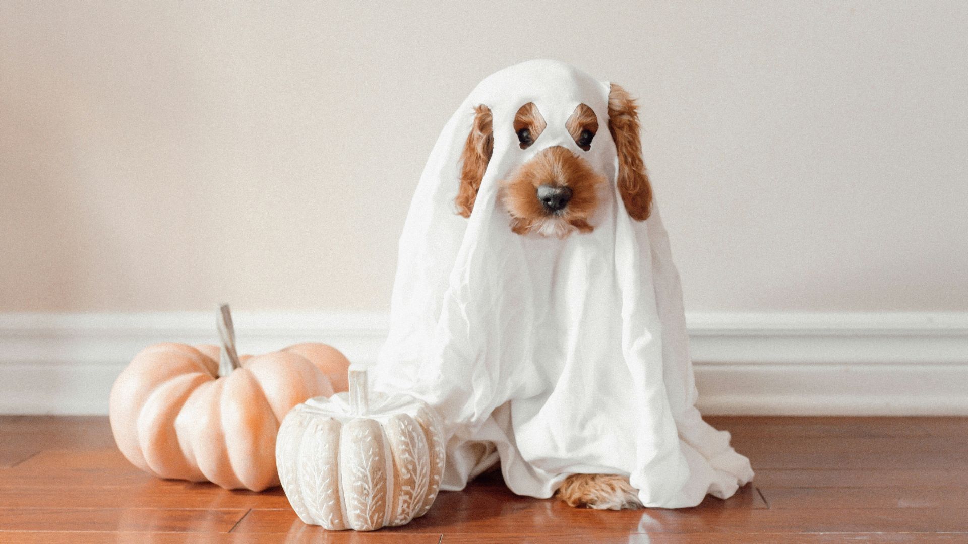 Barktoberfest