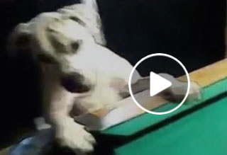 WATCH: Dog plays pool