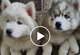 WATCH: Morning Cuteness Overload