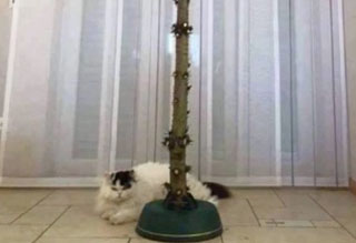 Christmas Tree for Cat Owners