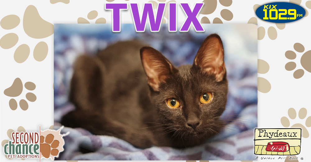 KIX Kitties and K9s: Meet Twix the Cat!