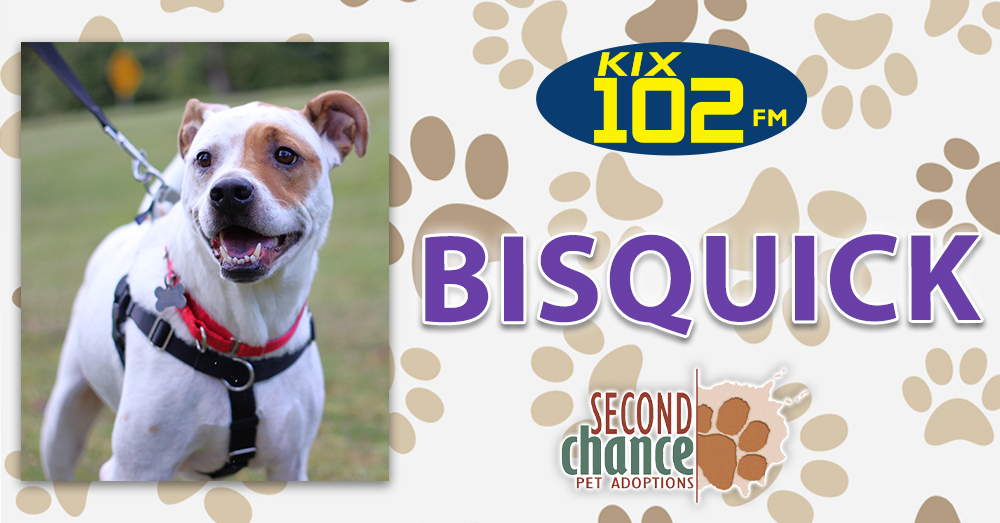 KIX Kitties and K9s: Meet Bisquick!