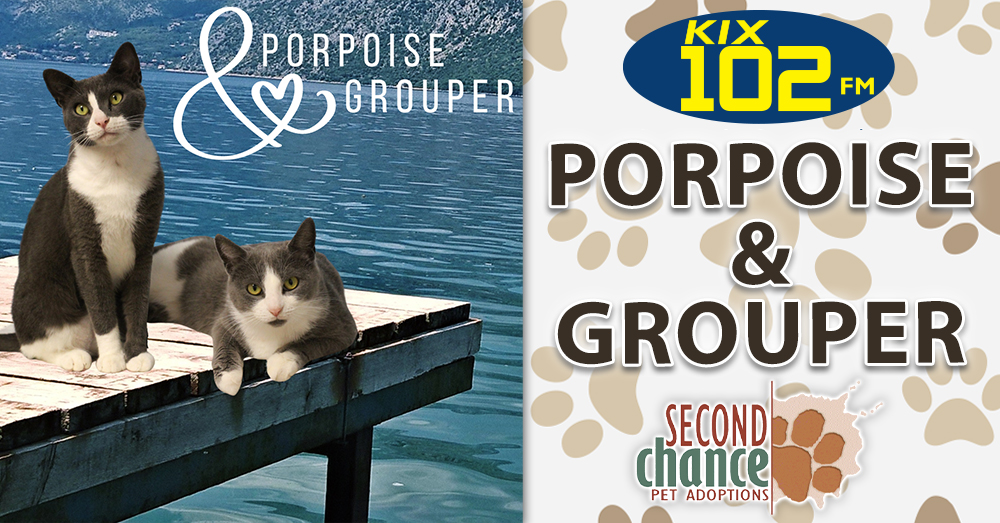 KIX Kitties and K9s: Meet Grouper and Porpoise!