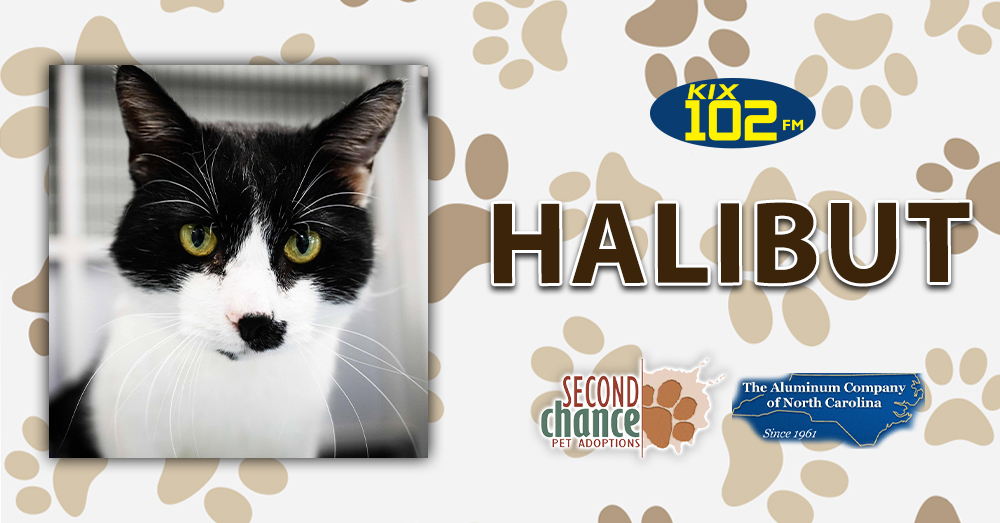 KIX Kitties and K9s: Meet Halibut!