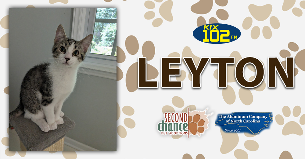 KIX Kitties and K9s: Meet Leyton!