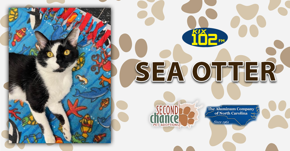 KIX Kitties and K9s: Meet Sea Otter!