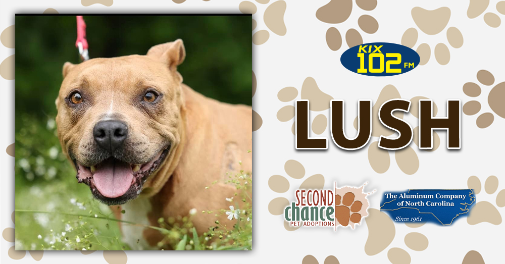 KIX Kitties and K9s: Meet Lush!