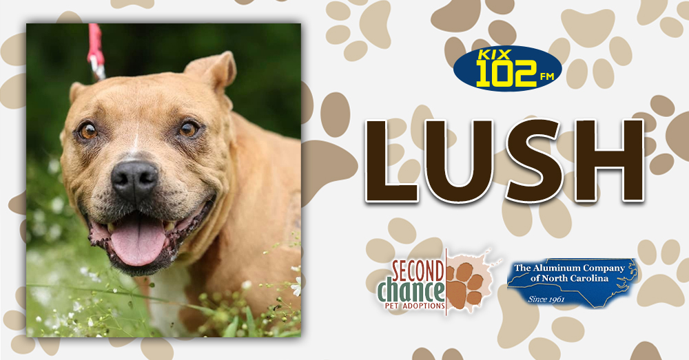 KIX Kitties and K9s: Meet Lush!