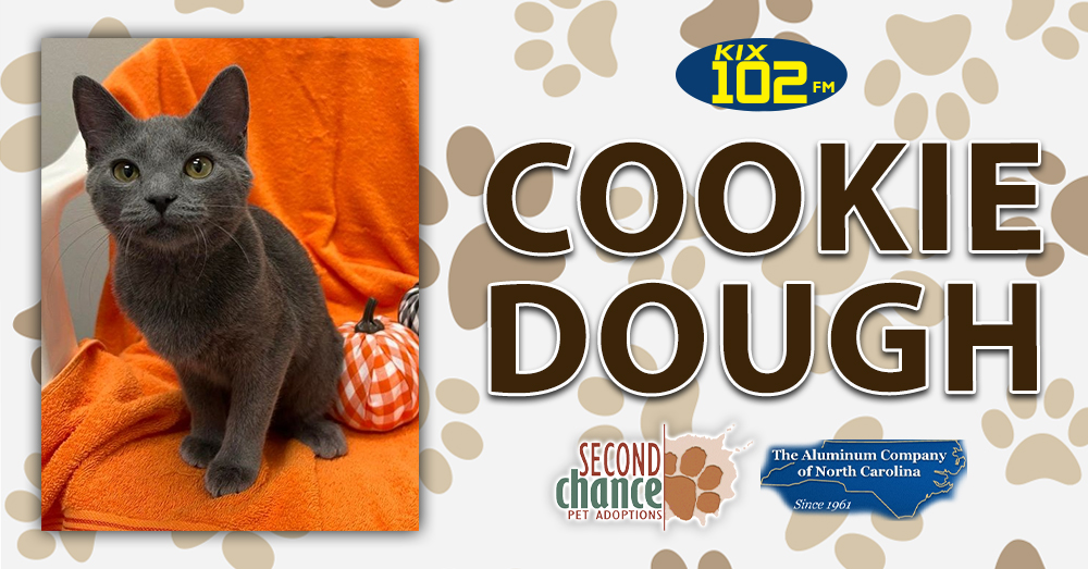 KIX Kitties and K9s: Meet Cookie Dough!