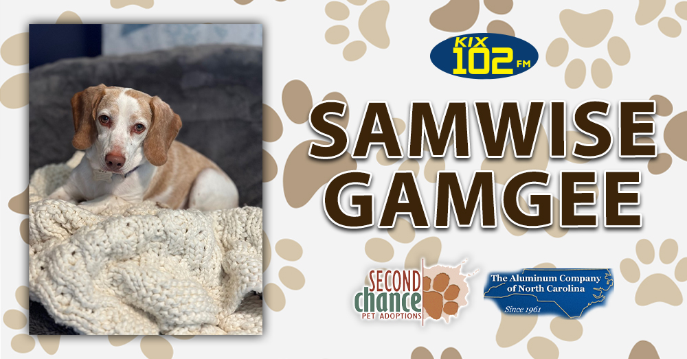 KIX Kitties and K9s: Meet Samwise Gamgee!