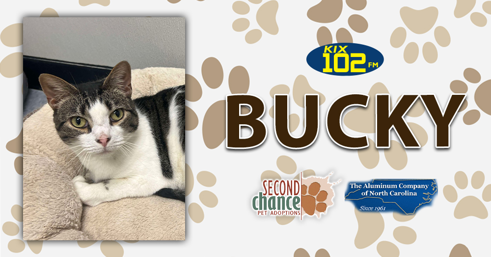 KIX Kitties and K9s: Meet Bucky!