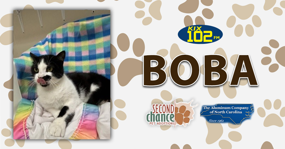 KIX Kitties and K9s: Meet Boba!