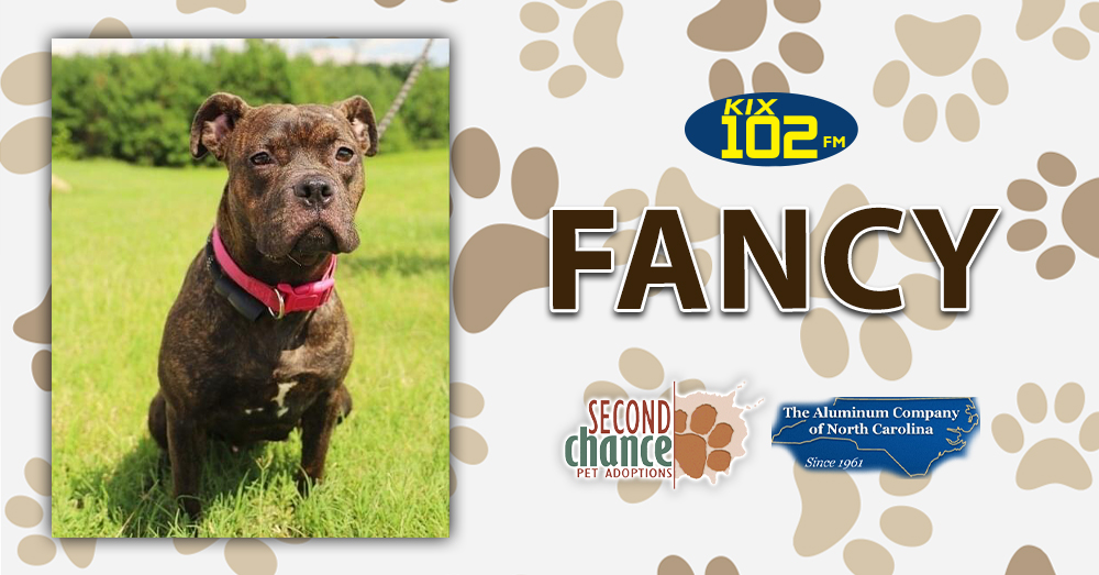 KIX Kitties and K9s: Meet Fancy!