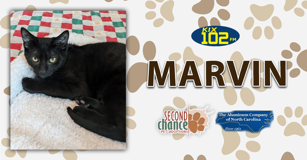 KIX Kitties and K9s: Meet Marvin!