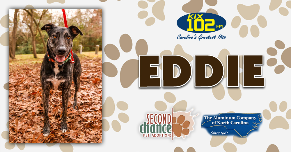 KIX Kitties and K9s: Meet Eddie!
