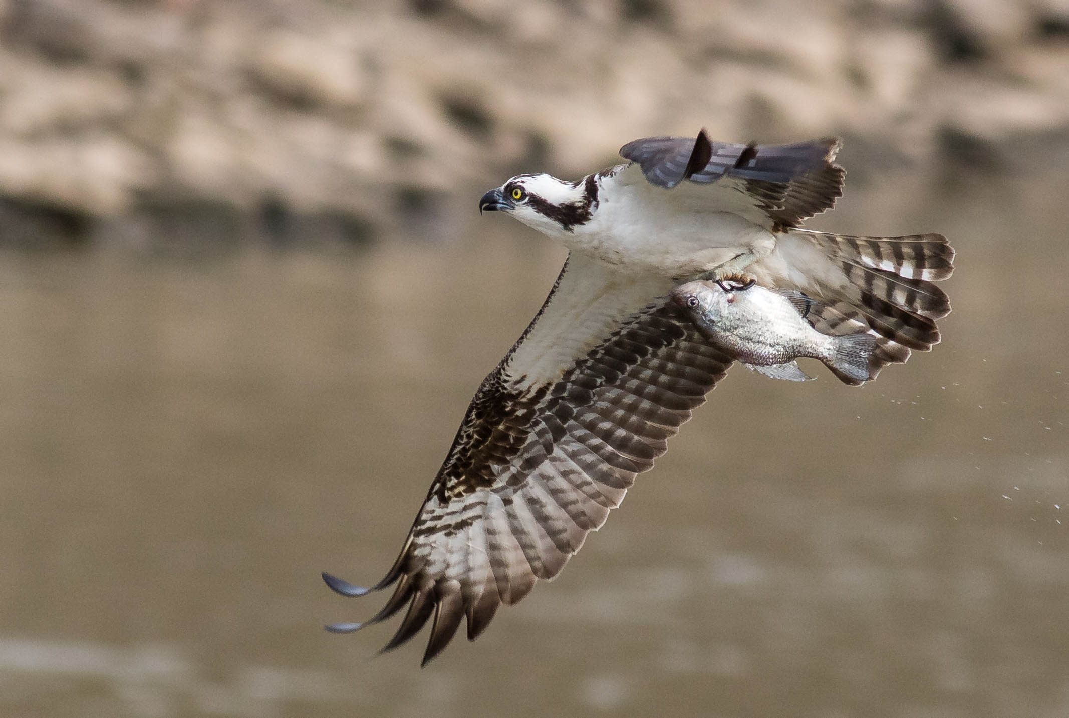 Osprey came back from the brink once. Now chicks are dying in nests, and some blame overfishing