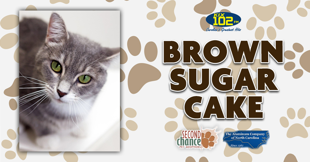 KIX Kitties and K9s: Meet Brown Sugar Cake!