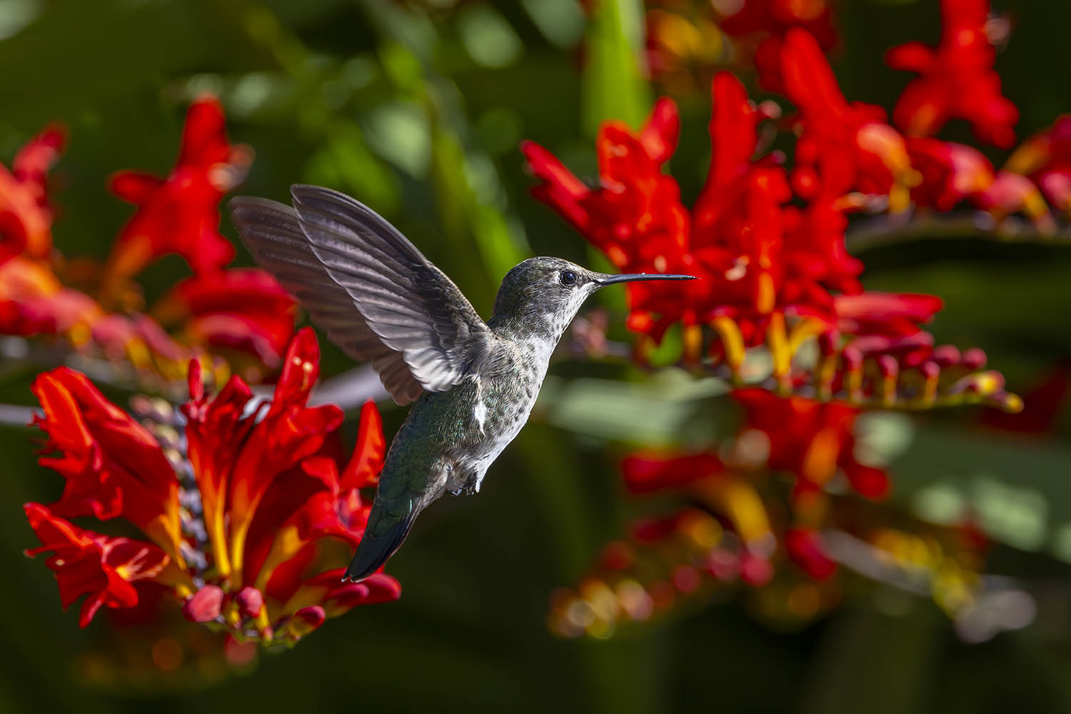 Crocosmia: From Sweet Melissa’s grandparents to your garden