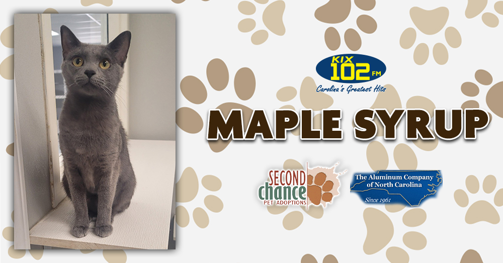 KIX Kitties and K9s: Meet Maple Syrup!