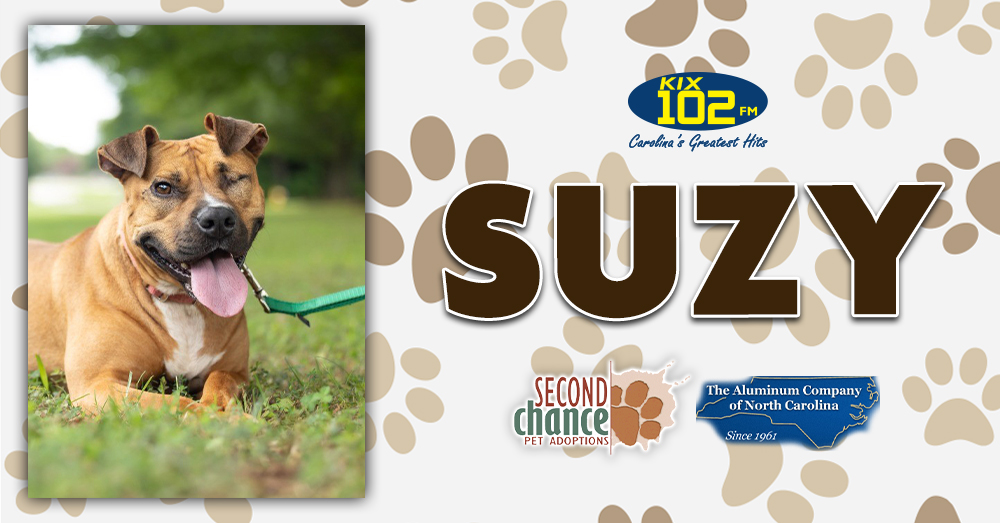KIX Kitties and K9s: Meet Suzy!