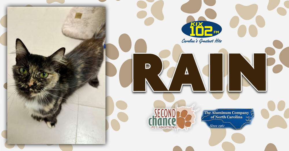 KIX Kitties and K9s: Meet Rain!