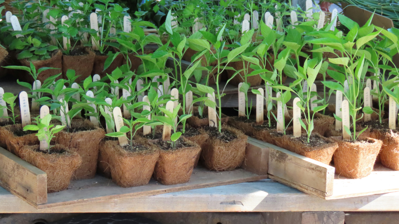 Briggs Ave. Garden Fall Festival & Plant Sale