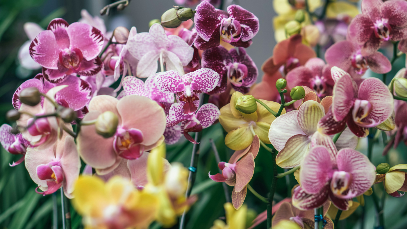 Fall for Orchids show