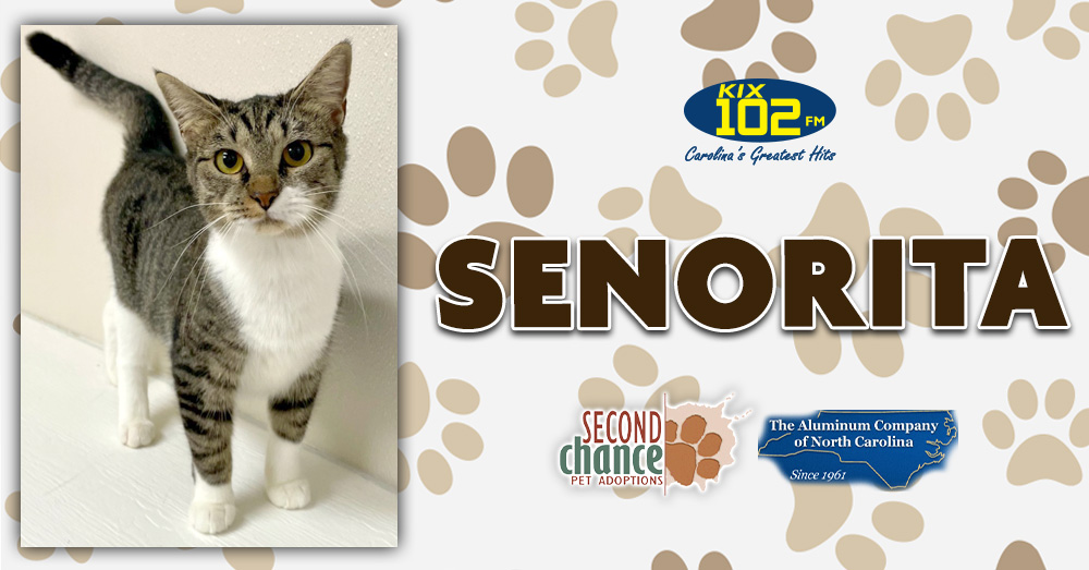 KIX Kitties and K9s: Meet Senorita!