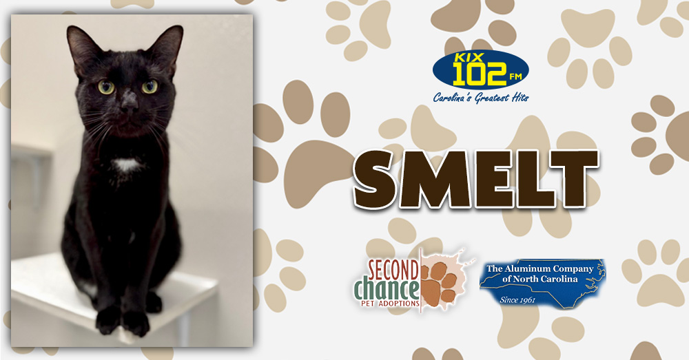 KIX Kitties and K9s: Meet Smelt!