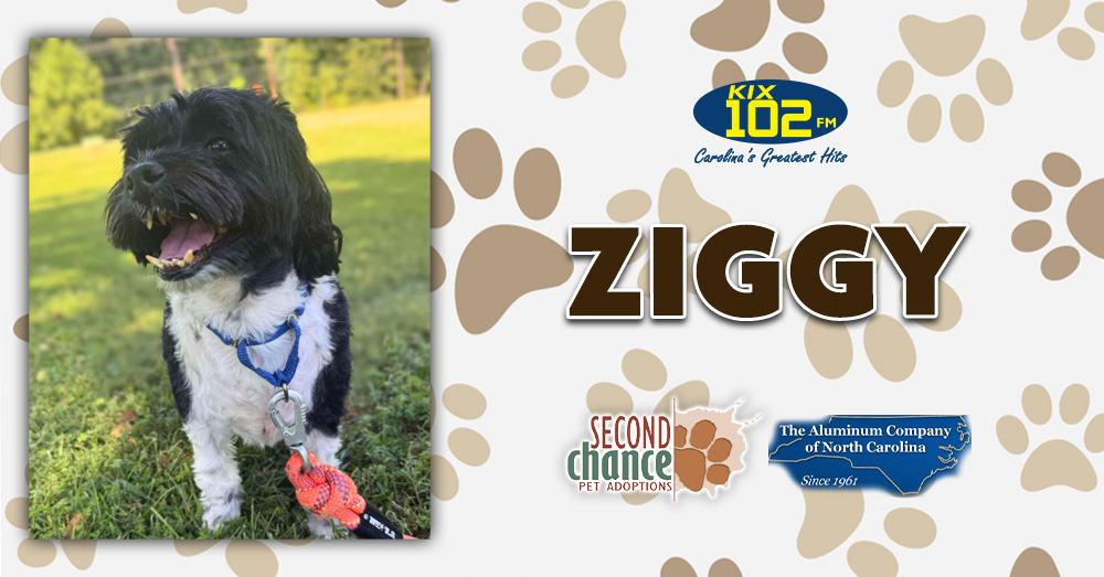 KIX Kitties and K9s: Meet Ziggy!