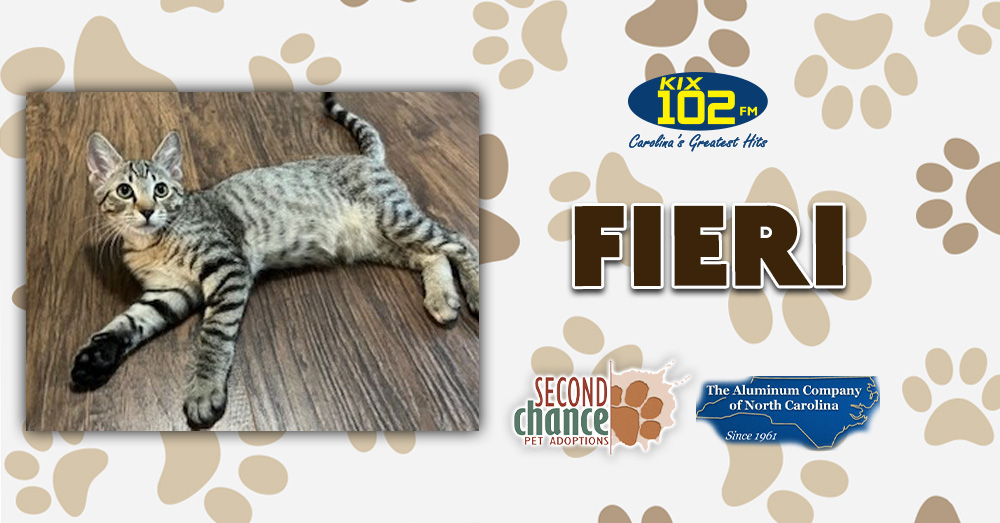 KIX Kitties and K9s: Meet Fieri! KIX Kitties and K9s: Meet Fieri!