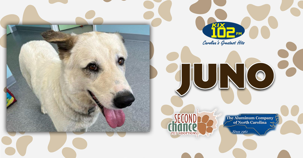 KIX Kitties and K9s: Meet Juno!