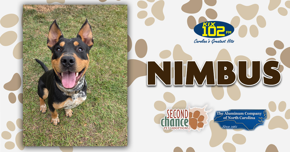 KIX Kitties and K9s: Meet Nimbus!