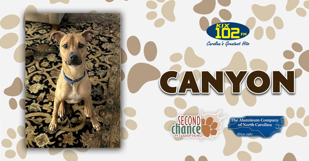 KIX Kitties and K9s: Meet Canyon!