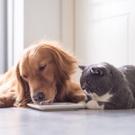 Quiz: Are These Thanksgiving Dishes Safe for Pets?