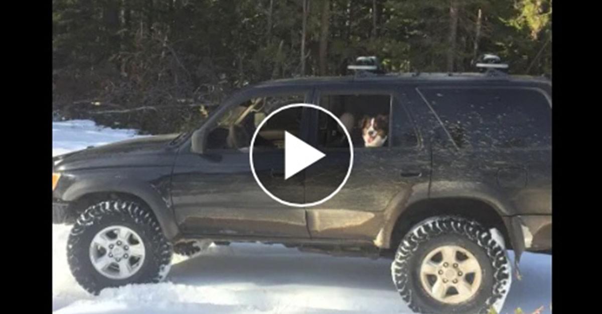 Taco Bell Sauce Packets Save Man and Dog Trapped in Snow
