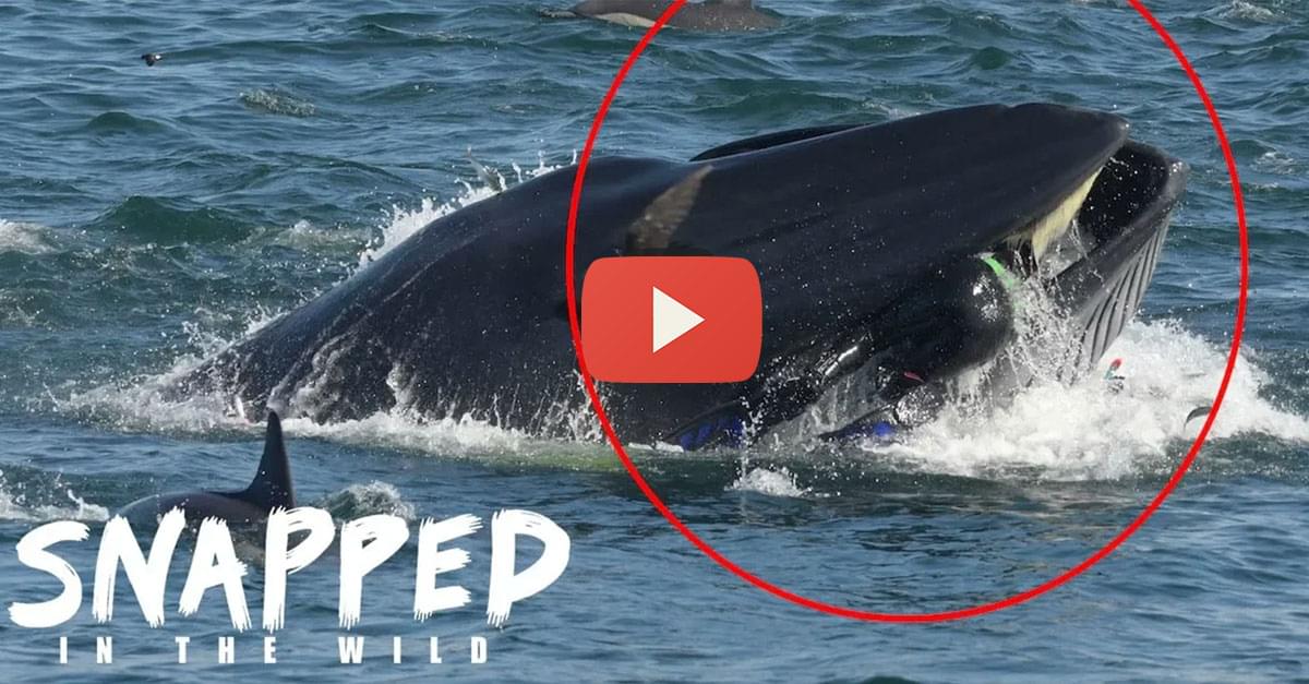 Watch: Diver survives after almost being ‘swallowed’ alive by massive whale!