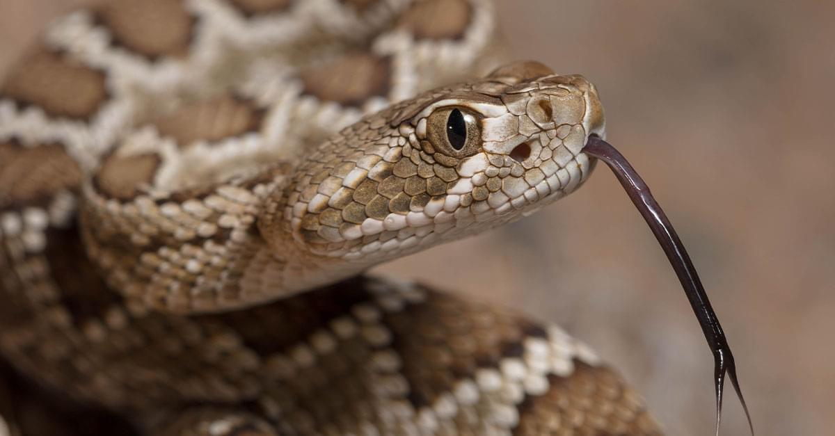 Homeowner finds 45 rattlesnakes under home