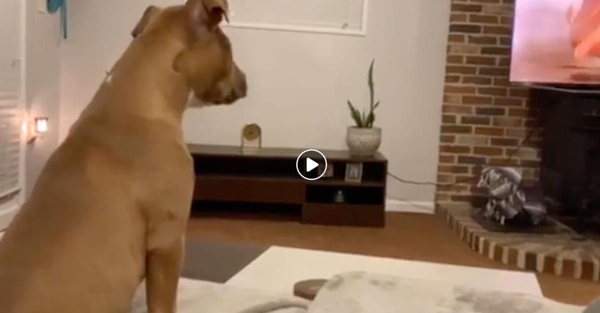 Watch: Dog has Emotional Reaction to ‘The Lion King’