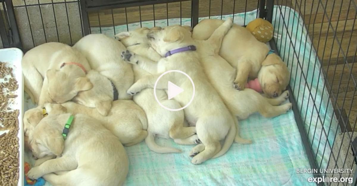 Watch: University Streams Live Video of Puppies