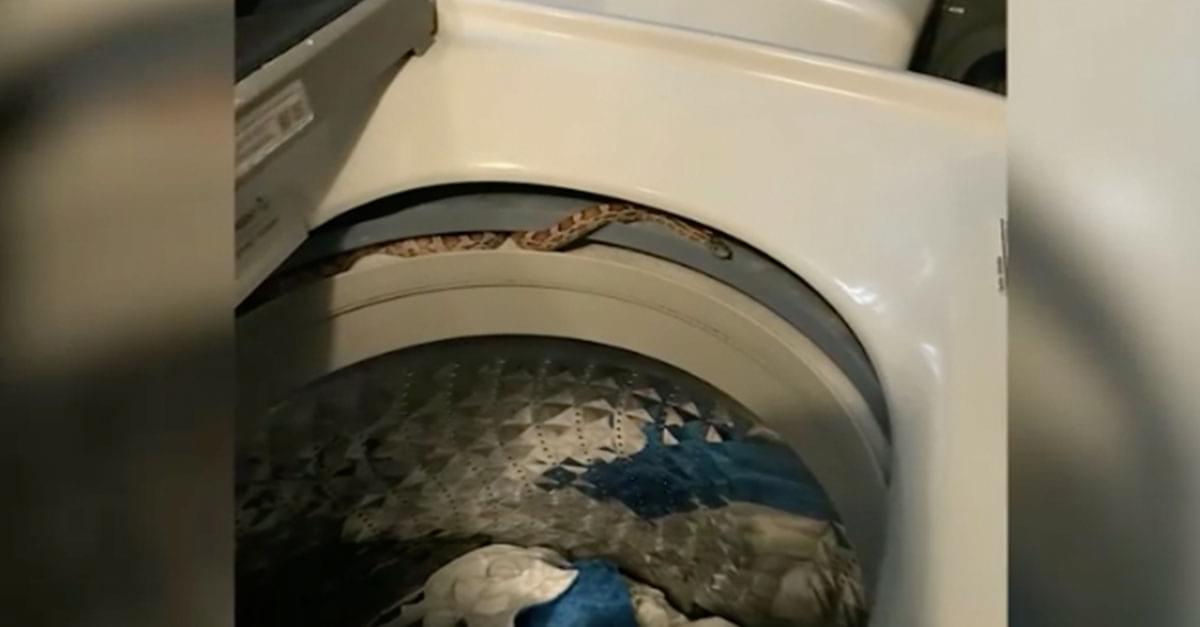Woman Finds Snake in her Washing Machine!