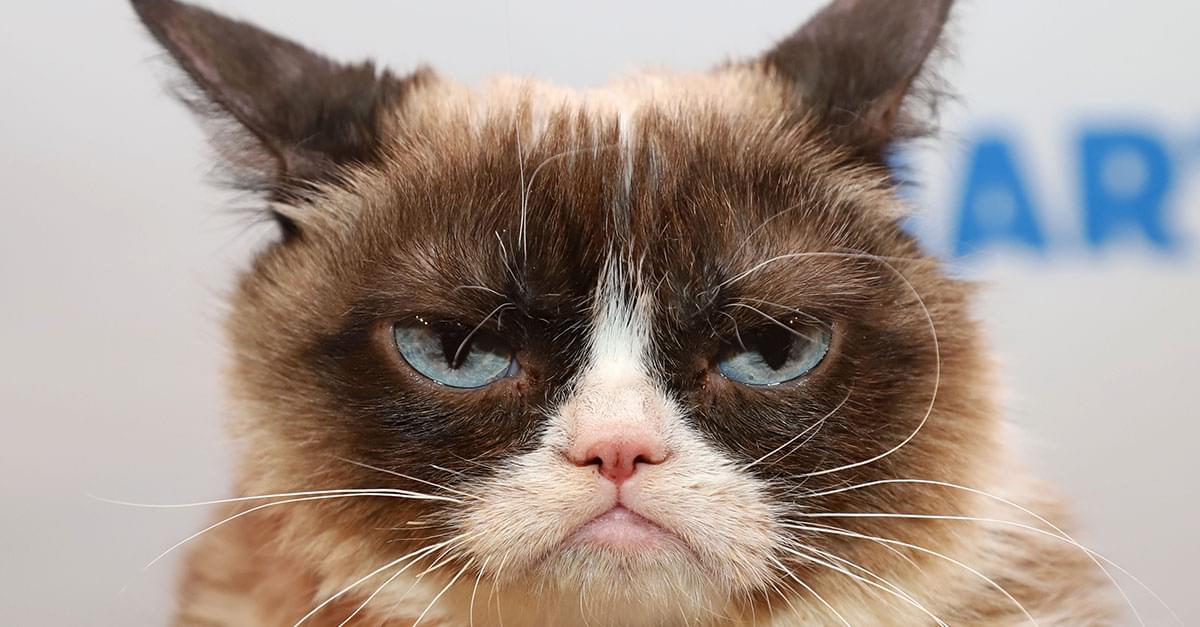 Internet Star Grumpy Cat Dies at Age 7