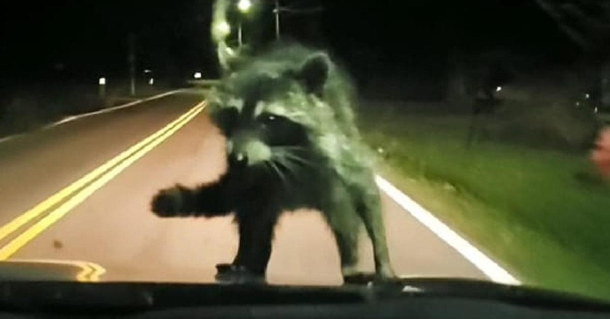 Raccoon Goes on a Wild Ride