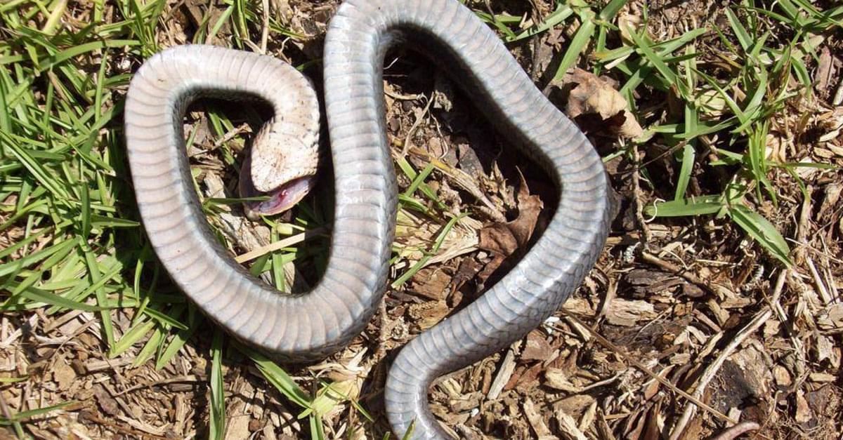 Be careful for ‘zombie snakes’ in NC