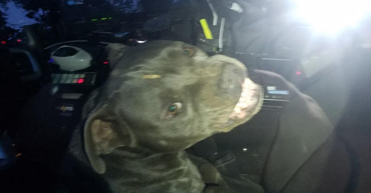 Dog hijacks police car and eats officer’s beef jerky