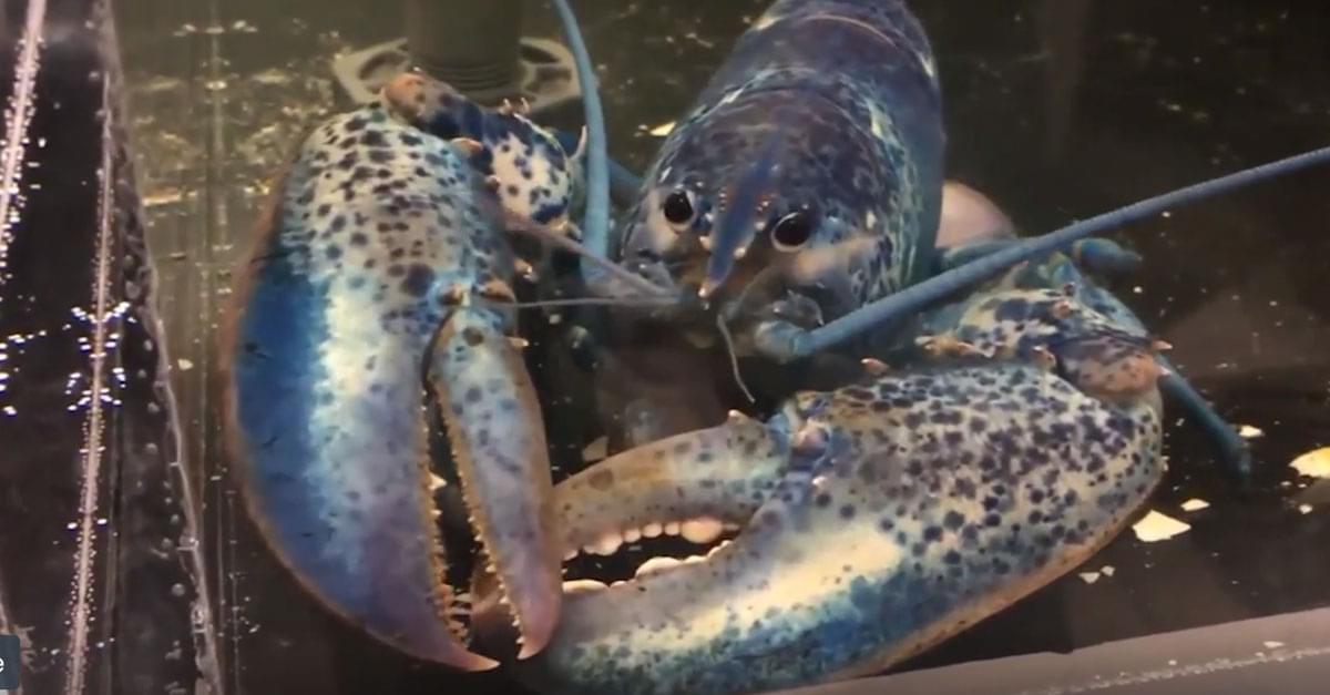 Rare blue lobster found at restaurant heads to new home