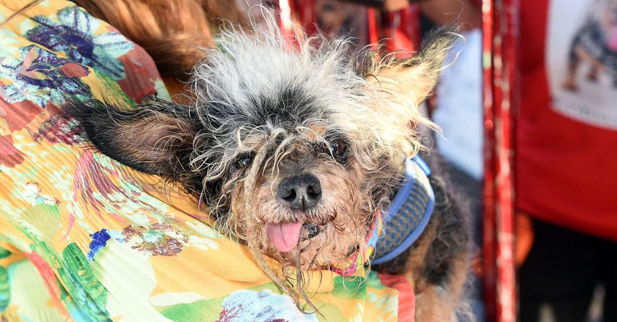 ‘Scamp the Tramp’ Wins World’s Ugliest Dog Contest